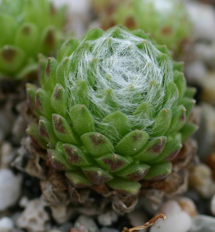 arachnoideum from Muottas Muragl