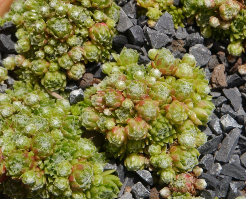 arachnoideum from Obergurgl