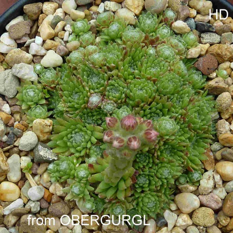 arachnoideum from Obergurgl