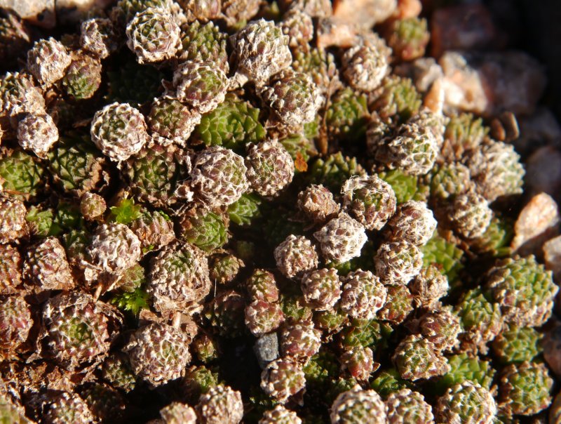arachnoideum from Obergurgl