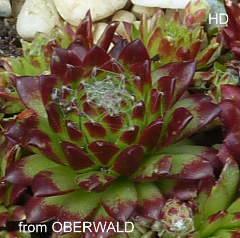 arachnoideum from Oberwald