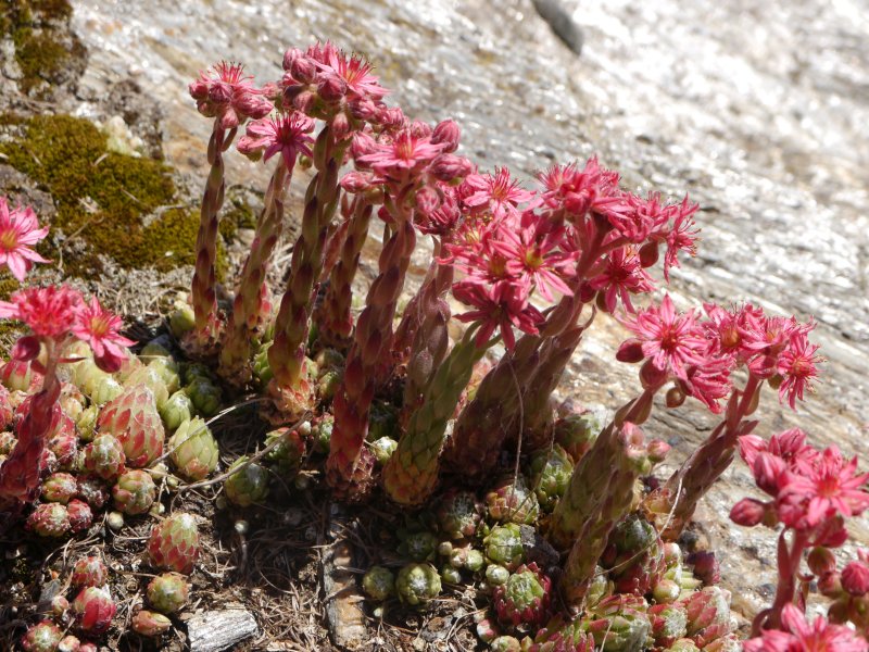 arachnoideum from Passeiertal