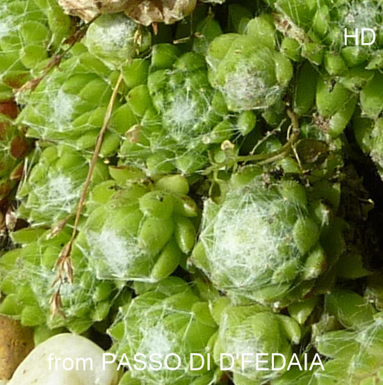 arachnoideum from Passo di Fedaia