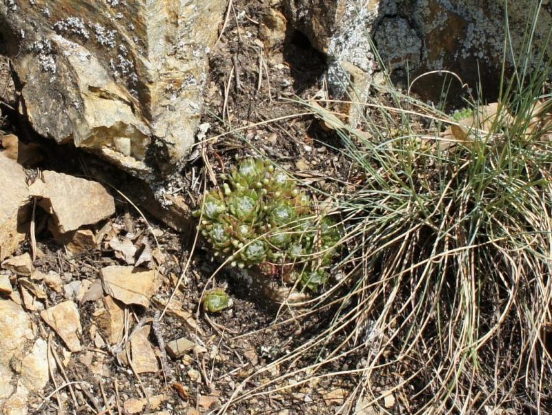 arachnoideum from Säbener Berg