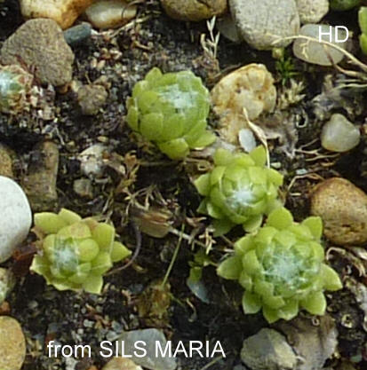 arachnoideum from Sils Maria