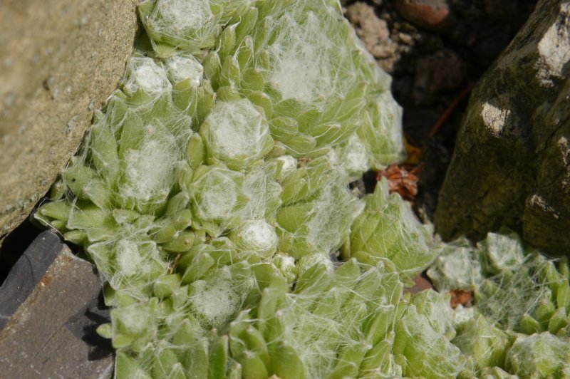arachnoideum from Ustecchio
