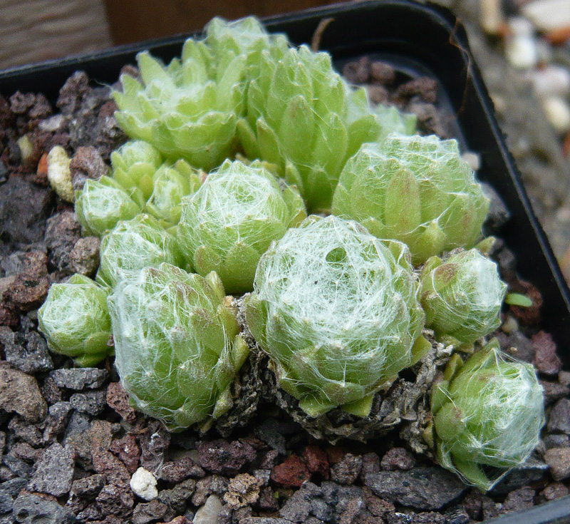arachnoideum from Ustecchio