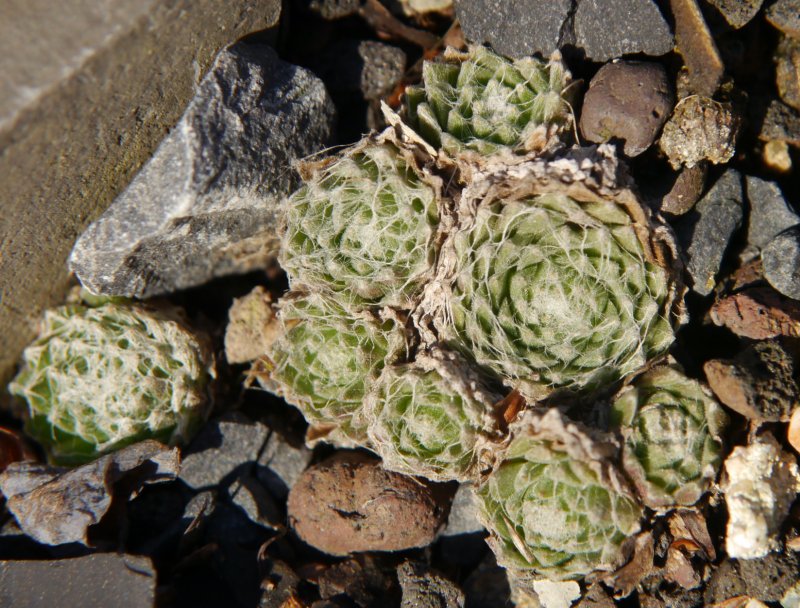 arachnoideum from Ustecchio