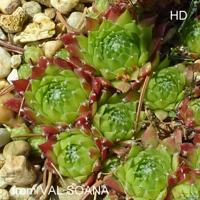 arachnoideum from Val Soana