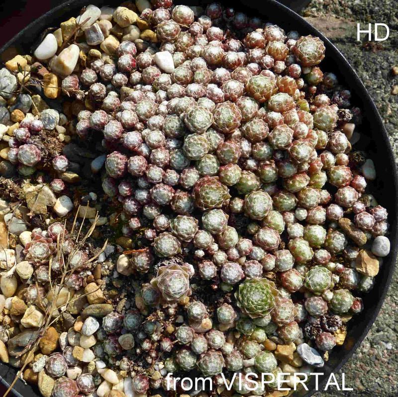 arachnoideum from Vispertal
