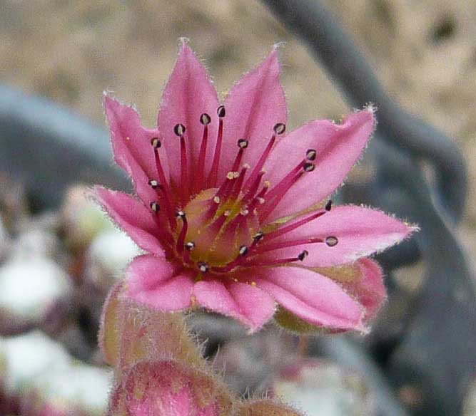 arachnoideum SM 1005