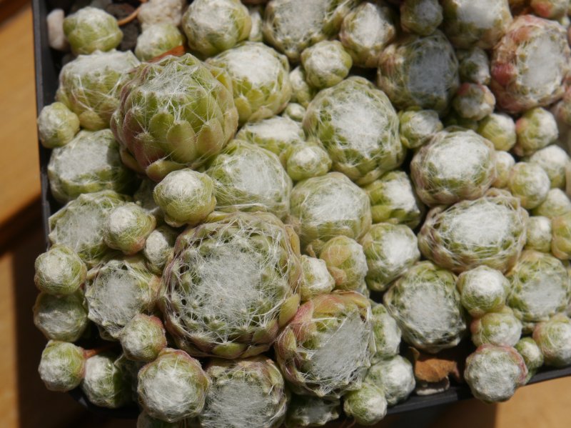 arachnoideum ssp. arachnoideum (doellianum)