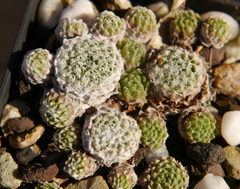 arachnoideum ssp. arachnoideum (doellianum)