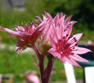 arachnoideum ssp. arachnoideum (doellianum)