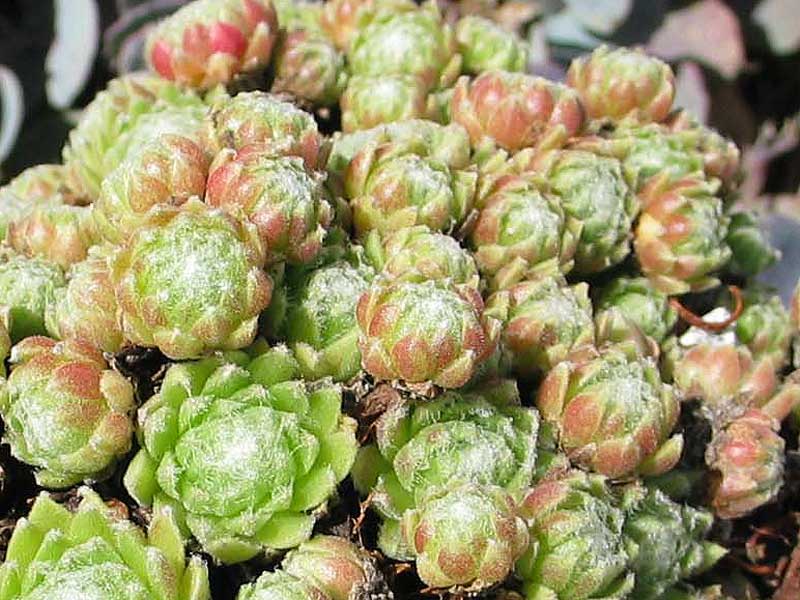 arachnoideum ssp. arachnoideum (heterotrichum)