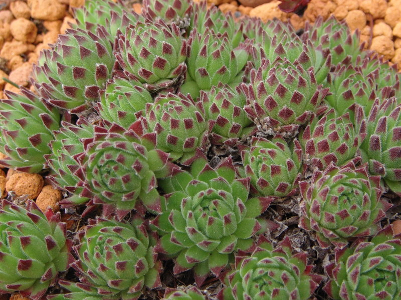 arachnoideum ssp. arachnoideum