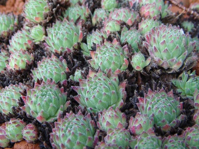 arachnoideum ssp. arachnoideum