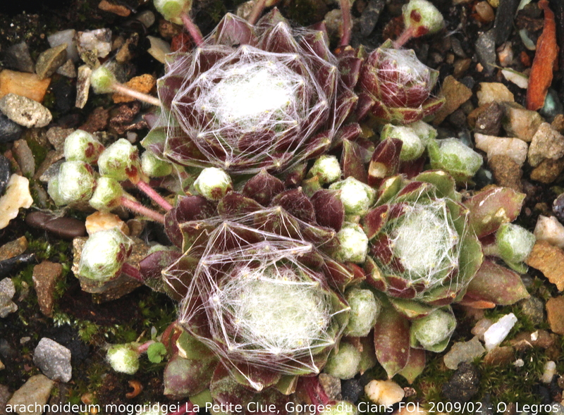 arachnoideum ssp. tomentosum (moggridgei) from La Petite Clue