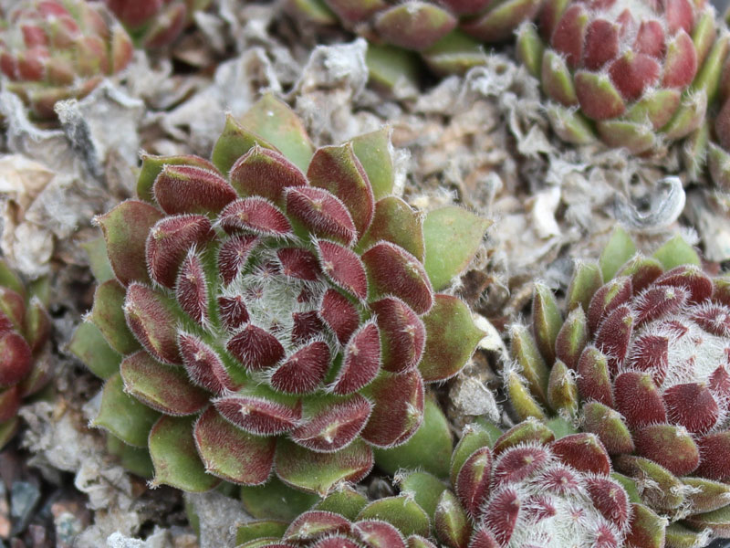 arachnoideum ssp. tomentosum (webbianum)