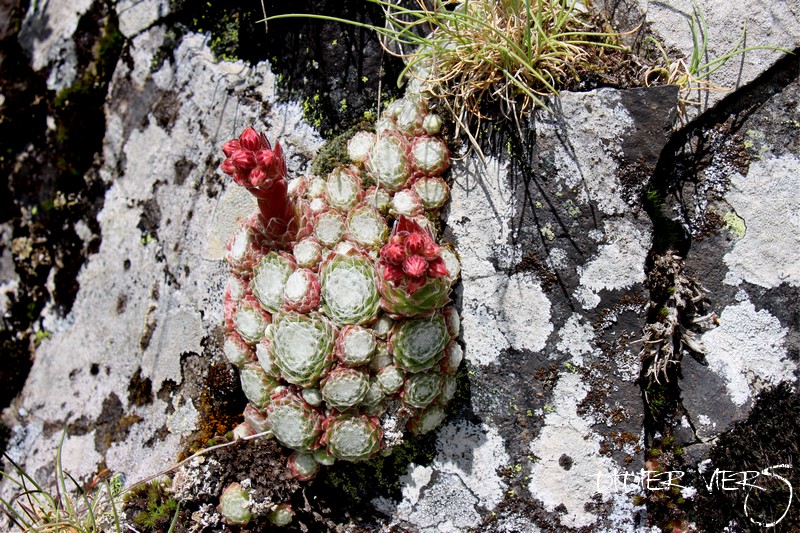 arachnoideum ssp. tomentosum from Rocher de Bonnevie