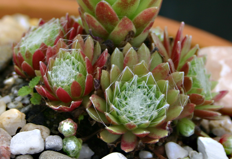 arachnoideum ssp. tomentosum