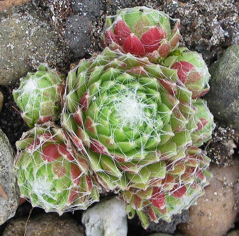 arachnoideum ssp. tomentosum
