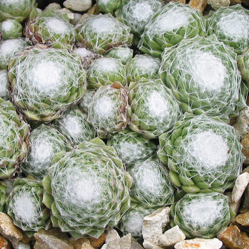 arachnoideum ssp. tomentosum