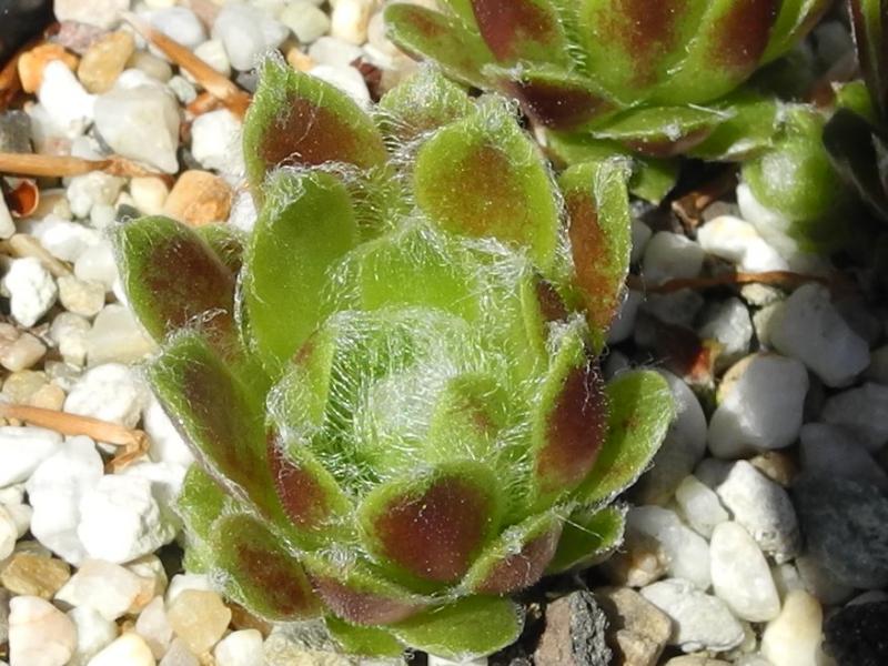 arachnoideum x S. minutum