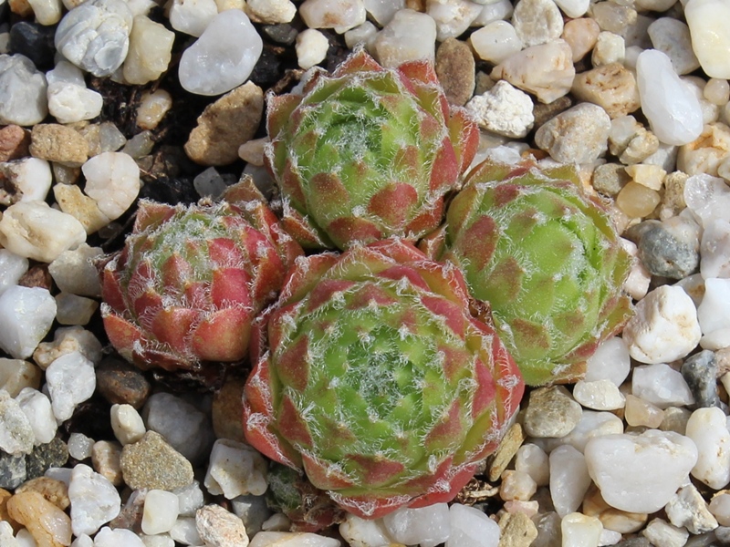 arachnoideum x S. minutum