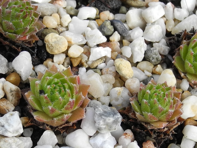 arachnoideum x S. montanum x S. tectorum from Petit Pimené, Abhang