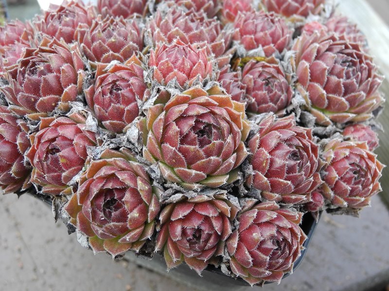 arachnoideum x S. ruthenicum