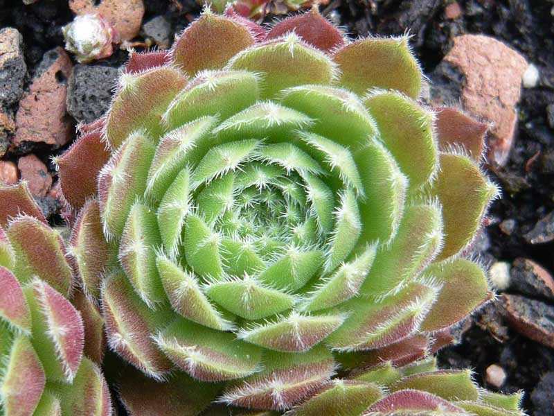 arachnoideum x S. ruthenicum