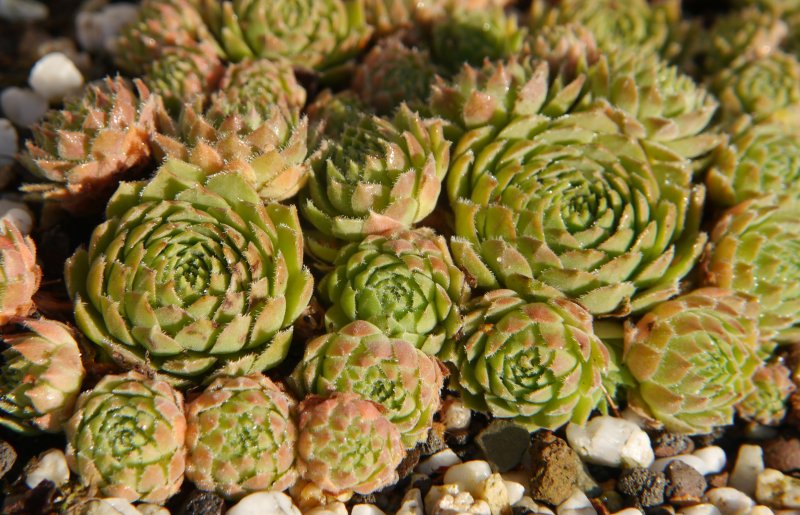arachnoideum x S. ruthenicum