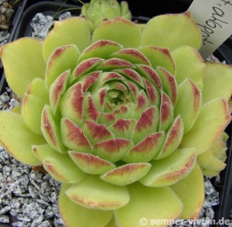 atropatanum