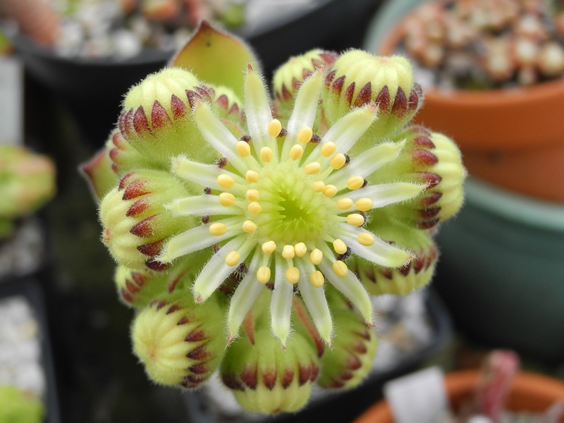 atropatanum