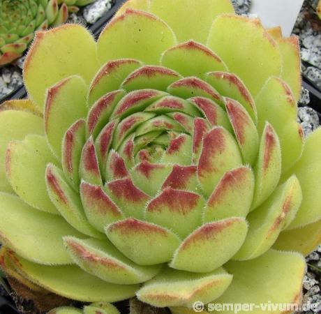 atropatanum