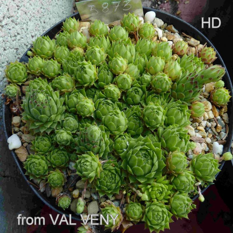 barbulatum from Val Veny