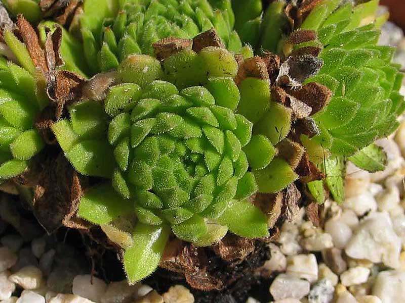 barbulatum ssp. etruscum from Corno alle Scale