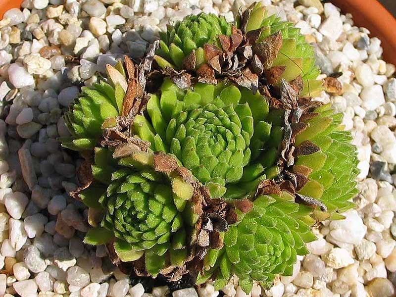 barbulatum ssp. etruscum from Corno alle Scale
