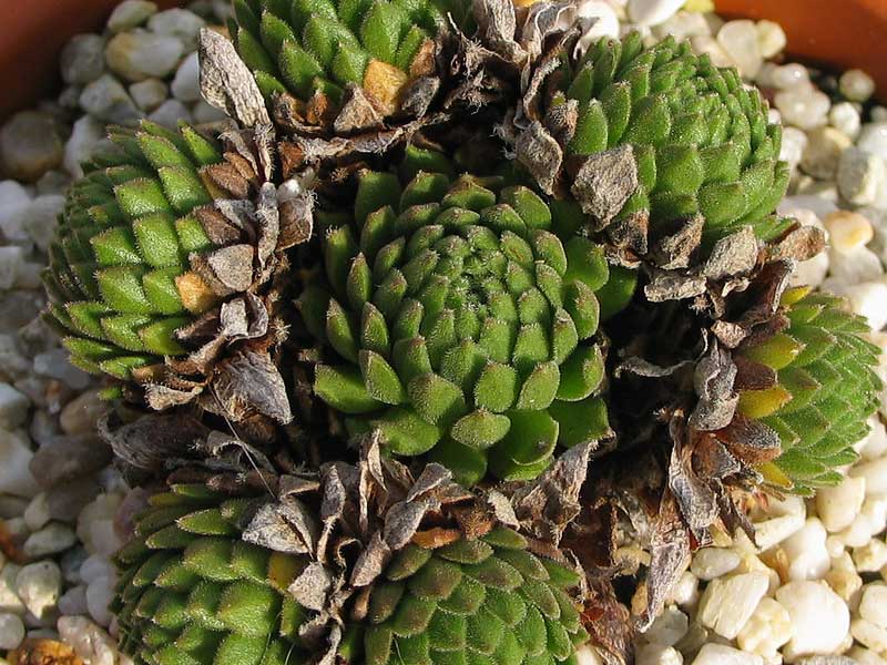 barbulatum ssp. etruscum from Corno alle Scale
