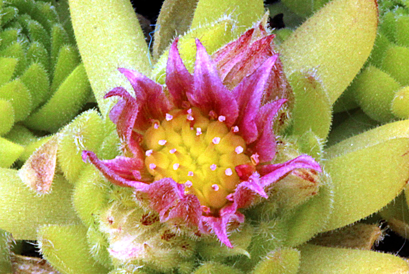barbulatum ssp. etruscum from Corno alle Scale