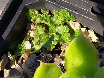 Lebermoos