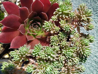 Sedum
