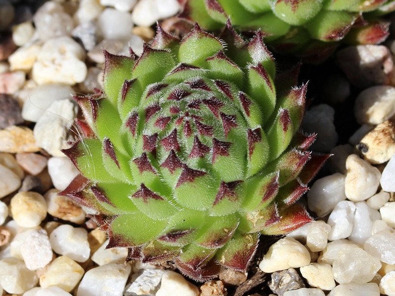 calcareum x S. montanum