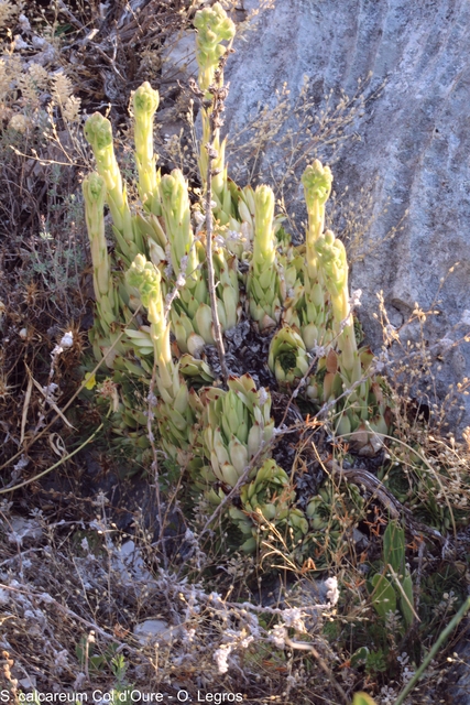 calcareum from Col d'Oure 2
