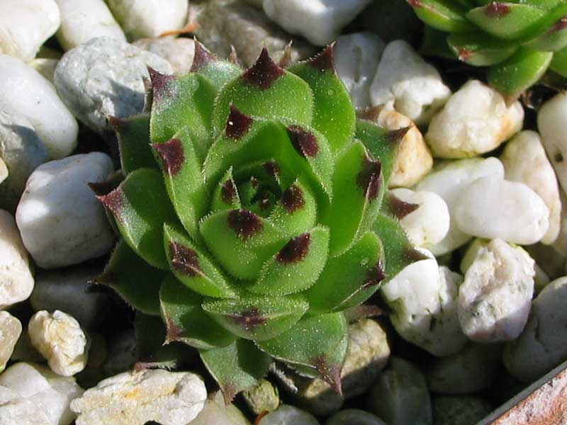 calcareum (spinifolium)