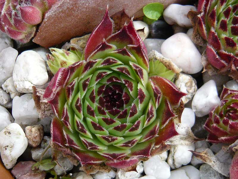 calcareum (spinifolium)
