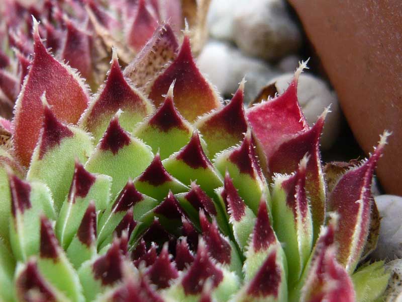 calcareum (spinifolium)