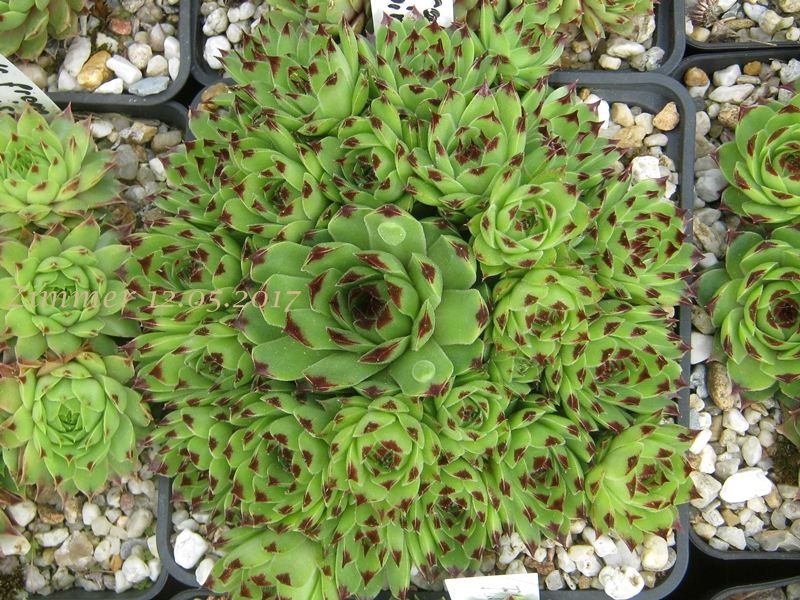 calcareum (spinifolium)
