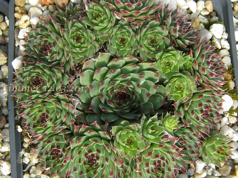 calcareum (spinifolium)